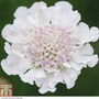 Scabious 'Kudos White'