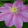 Clematis Alaina™ evipo056