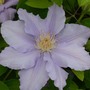 Clematis Angelique™ evipo017