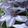 Clematis Bernadine™ evipo061