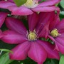 Clematis Bourbon™ evipo018