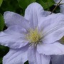 Clematis Chelsea™ evipo051