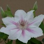 Clematis Corinne™ evipo063