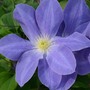 Clematis Diana's Delight™ evipo026