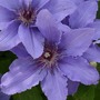 Clematis Parisienne™ evipo019