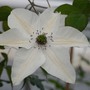 Clematis Pistachio™ evirida