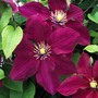 Clematis Rosemoor™ evipo002