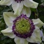 Clematis Viennetta™ evipo006