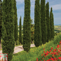 Italian Cypress