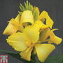 Canna x generalis 'Cannova Yellow'