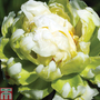 Peony 'Green Halo'