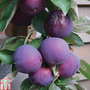 Apple Columnar 'Purple Haze' ®