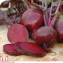 Beetroot 'Boltardy' (Globe) - Seeds