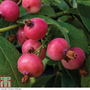 Blueberry 'Pink Sapphire'™