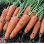 Carrot 'Flyaway' F1 Hybrid - Seeds