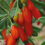 Goji Berry 'Synthia'