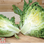 Lettuce 'Little Gem' (Cos) - Seeds