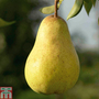 Pear 'Williams' Bon Chretien'