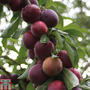 Plum 'Marjorie's Seedling'