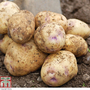 Potato 'Kestrel'