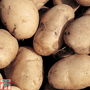 Potato 'Maris Bard'