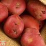 Potato 'Red Duke of York'