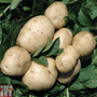 Potato 'British Queen'