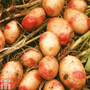 Potato 'King Edward'