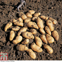 Potato 'Belle de Fontenay'