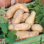 Potato 'Ratte'