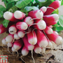 Radish 'French Breakfast 3' - Seeds