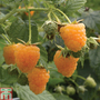 Raspberry 'All Gold' (Autumn fruiting)