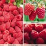Raspberry Full Season Collection