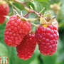 Raspberry 'Glen Prosen' (Summer fruiting)