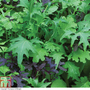 Salad Leaves 'Speedy Mix' - Seeds