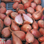 Shallot 'Longor'