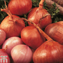 Shallot 'Red Sun' (Spring planting)