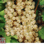 Whitecurrant 'Blanka'