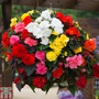 Begonia x tuberhybrida 'Nonstop Mixed' F1 Hybrid - Seeds