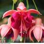 Fuchsia 'Garden News' (Hardy)