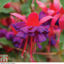 Fuchsia 'Dollar Princess' (Hardy)