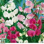 Everlasting Sweet Pea - Seeds