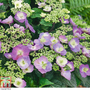 Hydrangea serrata 'Blueberry Cheesecake'