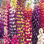 Lupin 'Tutti Frutti'™ - Seeds