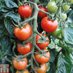 Tomato 'Primabella' - Seeds