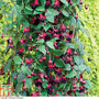 Fuchsia 'Lady in Black'