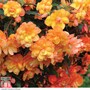 Begonia x tuberhybrida 'Apricot Shades Improved' F1 Hybrid