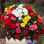 Begonia 'Nonstop Mixed'