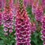 Foxglove 'Candy Mountain' - Seeds