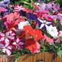 Petunia 'Frenzy Mixed' F1 Hybrid